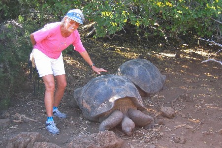 tortoises